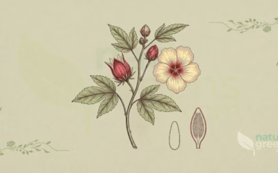 Hibiscus sabdariffa (Hibiscus): egenskaber og fordele