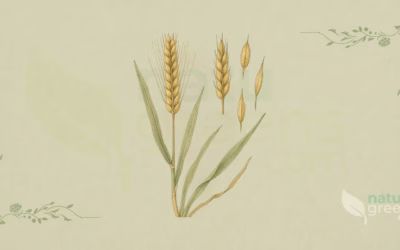 Barley (Hordeum vulgare): Properties and Benefits