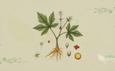 Goldenseal (Hydrastis canadensis): Properties and Benefits