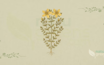St. John’s Wort (Hypericum perforatum): Benefits and Uses
