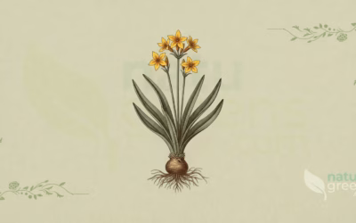 African Potato (Hypoxis hemerocallidea): Benefits and Uses