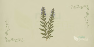 Hissopo (Hyssopus officinalis): ilustração botânica das folhas lanceoladas opostas e das flores azuis em espiga características do hissopo, planta aromática da família Lamiaceae.