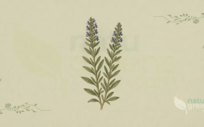 Hyssop (Hyssopus officinalis): Properties and Benefits