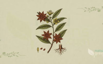 Star Anise (Illicium verum): Properties and Benefits