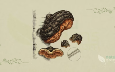 Chaga (Inonotus obliquus): Properties and Benefits