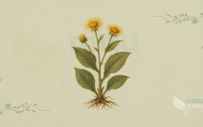 Elecampane (Inula helenium): Properties and Benefits