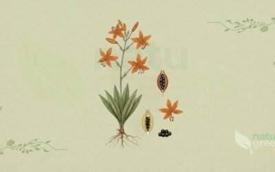 Flor-Leopardo (Iris domestica): Propriedades e Benefícios