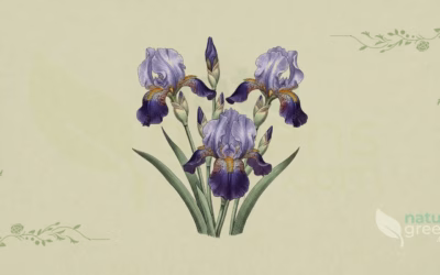 German Iris (Iris germanica): Properties and Benefits