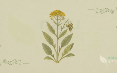Dyer’s Woad (Isatis tinctoria): Properties and Benefits