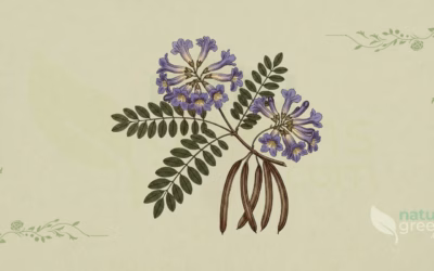 Jacaranda caroba (Caroba): Botanical Profile
