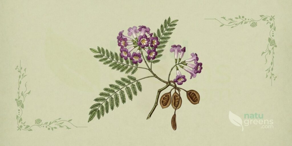 Caroba (Jacaranda caroba): Properties and Benefits