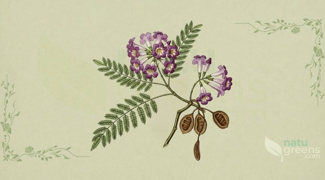 Carobinha (Jacaranda caroba): Propriedades e Benefícios