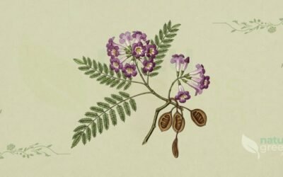 Carobinha (Jacaranda caroba): Propriedades e Benefícios
