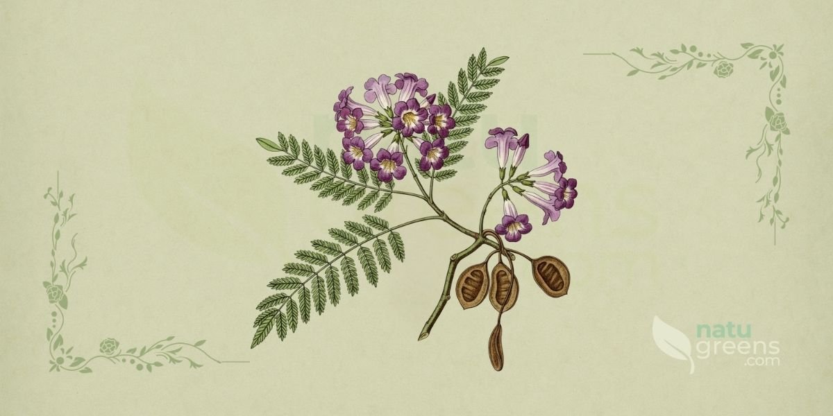 Ilustração botânica de Jacaranda caroba (Vell.) DC. (caroba, caroba-miúda, carobinha), planta medicinal nativa do Cerrado brasileiro, da família Bignoniaceae, mostrando o fruto elíptico ou quase redondo, sublenhoso, com sementes aladas hialino-membranáceas, em estilo de enciclopédia botânica do século XIX sobre fundo de papel de herbário com tonalidade verde-sálvia. Detalhes da estrutura do fruto e sementes são proeminentes, realçando a parte mais importante da planta para identificação e propagação.