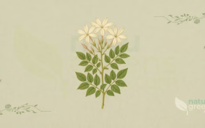 Spanish Jasmine (Jasminum grandiflorum): Benefits and Uses