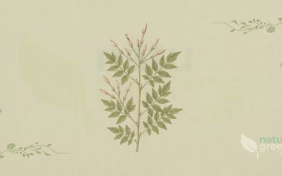 Jasmine (Jasminum officinale): Properties and Benefits