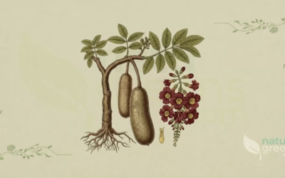 Sausage Tree (Kigelia africana): Properties and Benefits