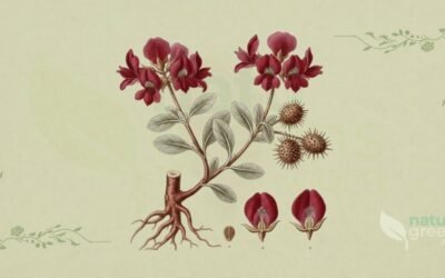 Ratânia-do-Peru (Krameria lappacea): Propriedades e Benefícios