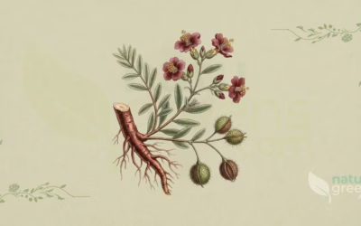 Rhatany (Krameria triandra): Properties and Benefits