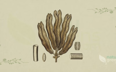 Fingertang (Laminaria digitata): Eigenschaften und Vorteile
