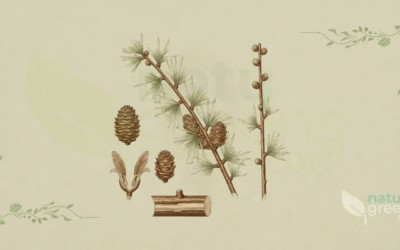 Larix decidua (Europæisk lærk): egenskaber og fordele