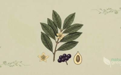 Bay Laurel (Laurus nobilis): Properties and Benefits