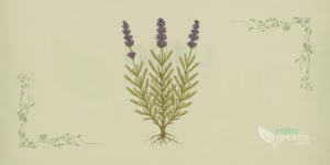 Lavender (Lavandula angustifolia)