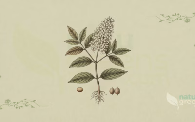 Henna (Lawsonia inermis): Properties and Benefits