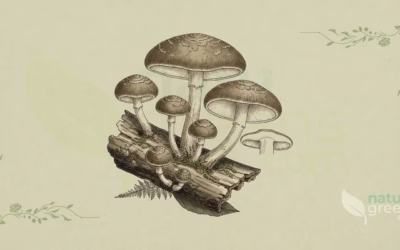 Shiitake (Lentinula edodes): Properties and Benefits