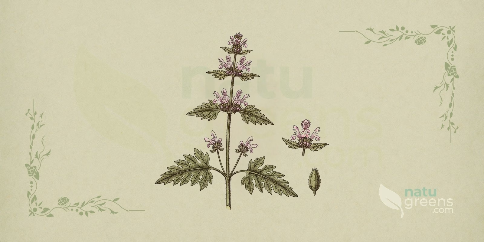 Hjertespand (Leonurus cardiaca) i en botanisk illustration med firkantet stængel, modsatte blade og tolæbede blomster i kranse i bladhjørnerne, typiske træk for hjertespand og familien Lamiaceae.