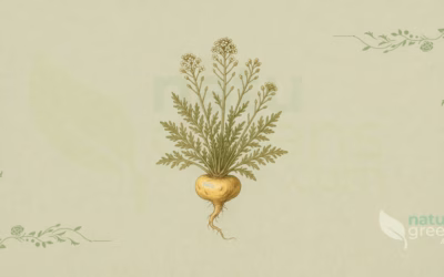 Maca (Lepidium meyenii): Properties and Benefits