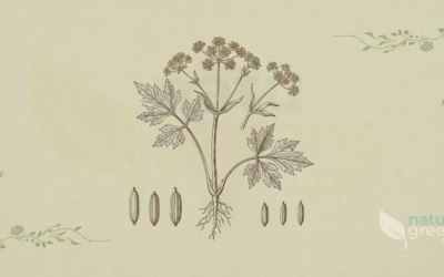 Lovage (Levisticum officinale): Properties and Benefits