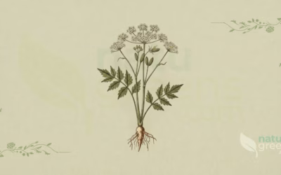 Ligusticum porteri (Osha): Complete Botanical Profile