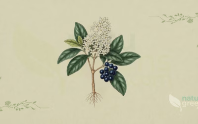 Ligustrum lucidum (Glossy Privet): Complete Botanical Profile