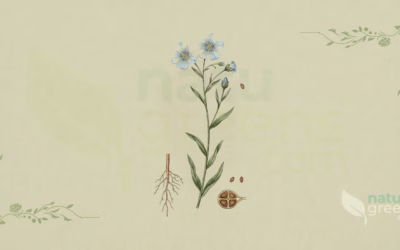 Flaxseed (Linum usitatissimum): Properties and Benefits