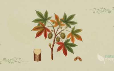 Orientalischer Amberbaum (Liquidambar orientalis): Eigenschaften