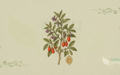 Goji Berry (Lycium barbarum): Properties and Benefits