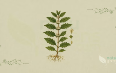 Sweet Bugleweed (Lycopus virginicus): Benefits and Uses