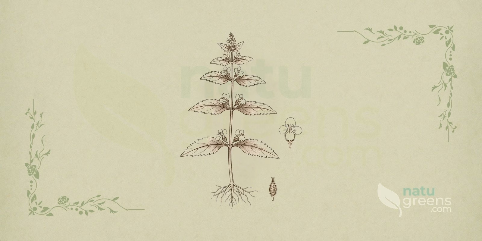 Sweet Bugleweed (Lycopus virginicus): botanical illustration showing the plant's opposite leaves, small flowers in axillary spikes, and square stem.