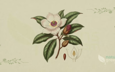 Houpu Magnolia (Magnolia officinalis): Properties and Benefits