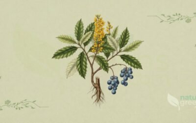 Uva-do-Oregon (Mahonia aquifolium): Propriedades e Benefícios
