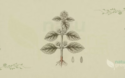 White Horehound (Marrubium vulgare): Benefits and Uses