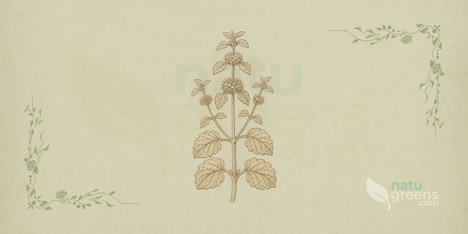 White Horehound (Marrubium vulgare): botanical illustration showing the perennial herbaceous habit, with leaves and flowers on the aerial parts, of the Lamiaceae family.