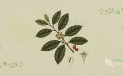 Espinheira Santa (Maytenus ilicifolia): Benefits and Uses