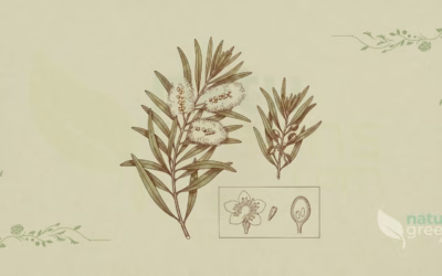 Melaleuca alternifolia (Tetræ): egenskaber og fordele