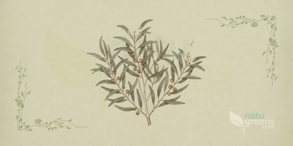 Cajuput (Melaleuca cajuputi): Properties and Benefits