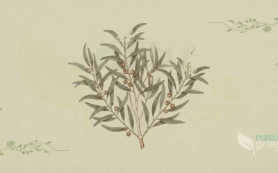 Cajuput (Melaleuca cajuputi): Properties and Benefits