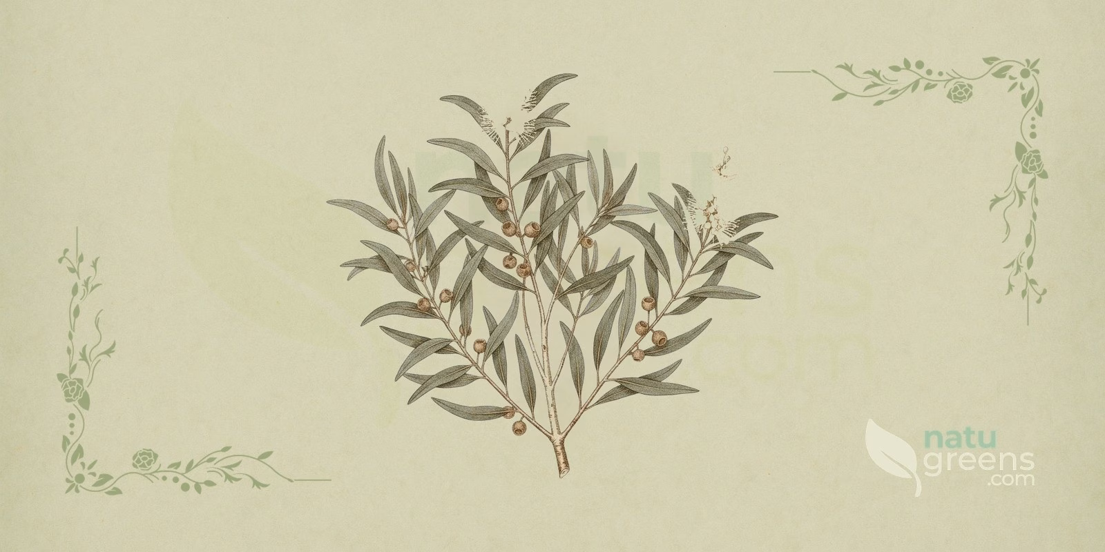 Cajuput (Melaleuca cajuputi) in a botanical illustration, with a branch of narrow leaves and spikes of white flowers, details that help to recognize cajuput.