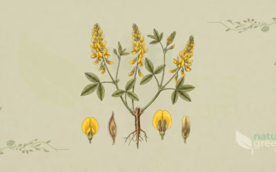Melilotus officinalis (Yellow Sweet Clover): Botanical Profile