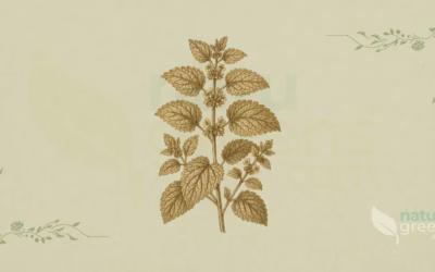 Lemon Balm (Melissa officinalis): Properties and Benefits